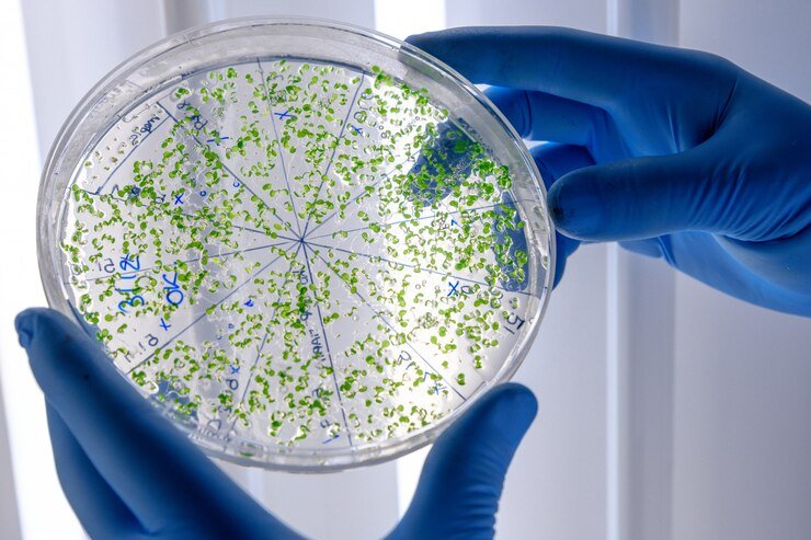 Beyond Nature: Unleashing the Power of Advanced Breeding Techniques, Including CRISPR, in Agriculture