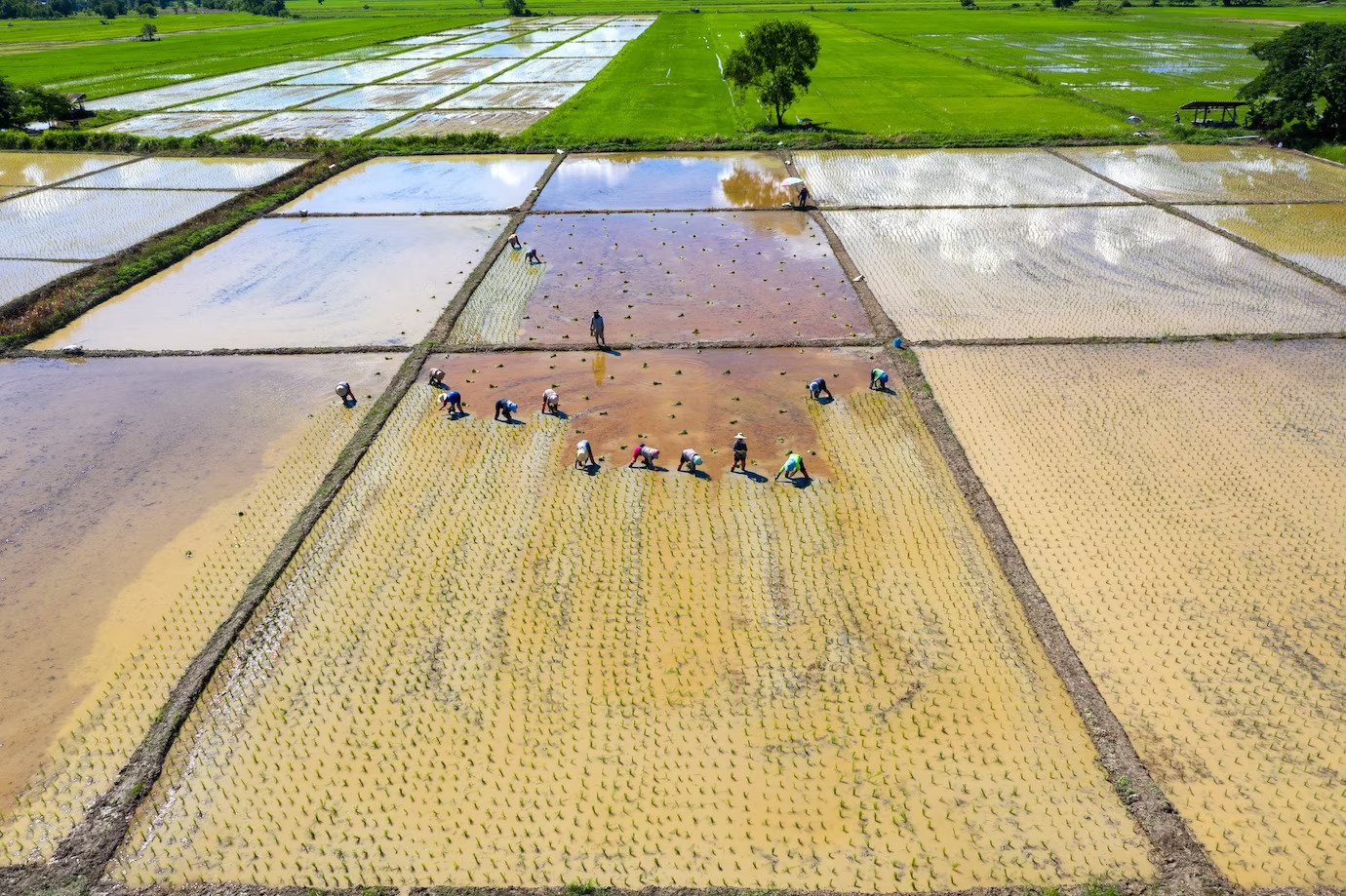 Unveiling the Layers of Agricultural Policy: Exploring Key Aspects of the Farm Bill